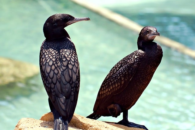 Free download bird flightless cormorant cormorant free picture to be edited with GIMP free online image editor