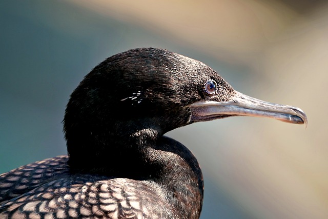 Free download bird flightless cormorant wildlife free picture to be edited with GIMP free online image editor