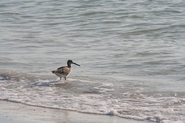 Free download Bird Florida Beach -  free photo or picture to be edited with GIMP online image editor