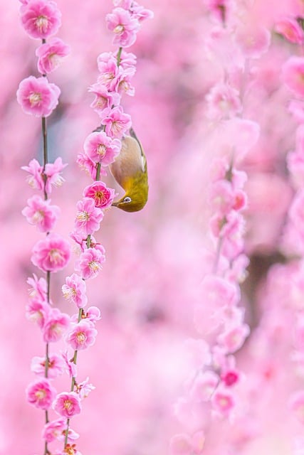 Free download bird flower bloom blossom petals free picture to be edited with GIMP free online image editor