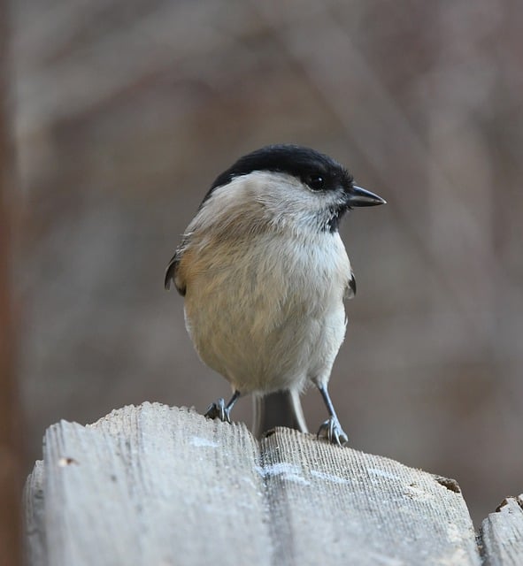 Free download bird fly animal beak nature free picture to be edited with GIMP free online image editor