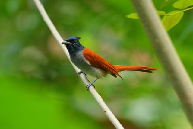 ດາວໂຫຼດຟຣີ bird flycatcher wildlife plumage free picture to be edited with GIMP free online image editor