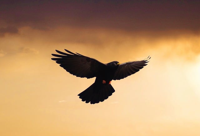 Free download bird flying mountain jackdaw sunset free picture to be edited with GIMP free online image editor