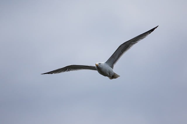 Free download bird fly portrait sky dark free picture to be edited with GIMP free online image editor