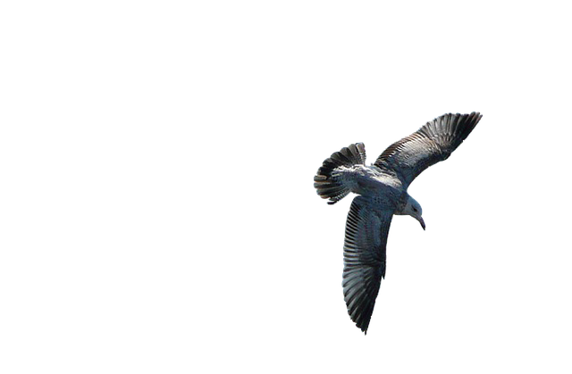 دانلود رایگان Bird Fly White - تصویر رایگان برای ویرایش با ویرایشگر تصویر آنلاین رایگان GIMP