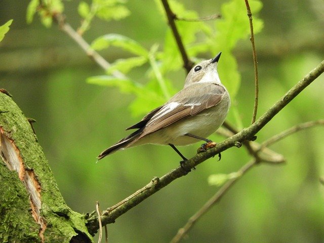 Free download bird forest nature forests free picture to be edited with GIMP free online image editor