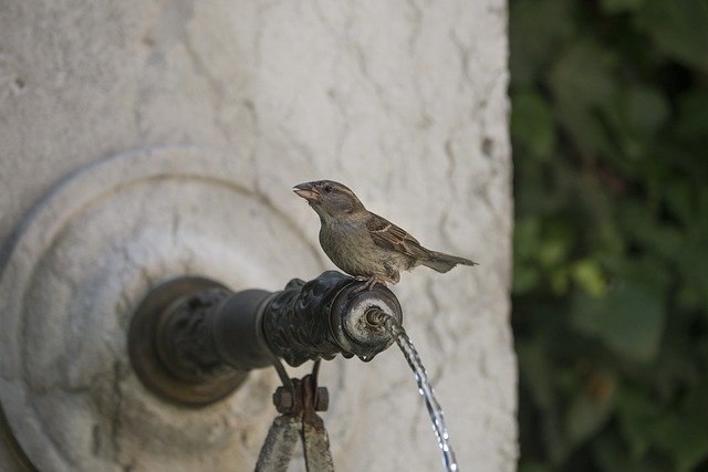 Free download Bird Fountain Summer -  free photo or picture to be edited with GIMP online image editor