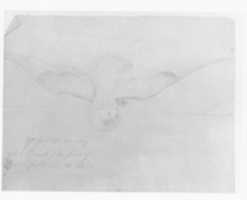 Free download Bird (from McGuire Scrapbook) free photo or picture to be edited with GIMP online image editor