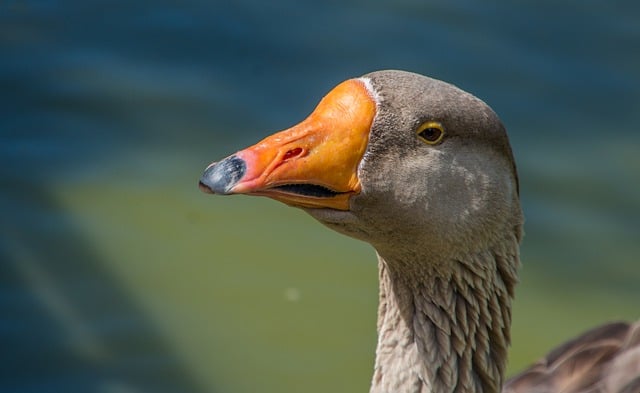 Free download bird gander toulouse goose animal free picture to be edited with GIMP free online image editor