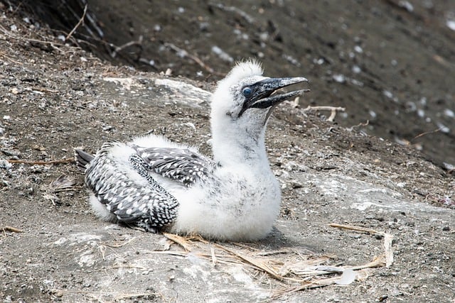 Free download bird gannet baby seabird animal free picture to be edited with GIMP free online image editor