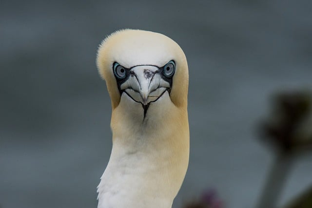 Free download bird gannet northern gannet eyes free picture to be edited with GIMP free online image editor