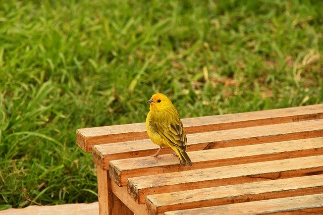 Téléchargement gratuit de Bird Garden Bank Small - photo ou image gratuite à modifier avec l'éditeur d'images en ligne GIMP