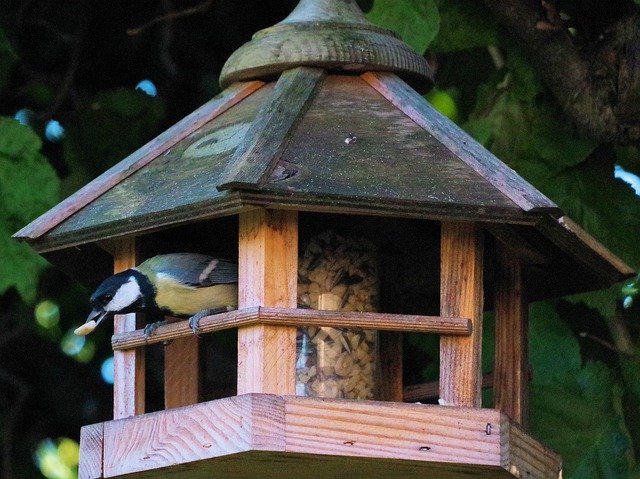 Unduh gratis Bird Garden Tit - foto atau gambar gratis untuk diedit dengan editor gambar online GIMP