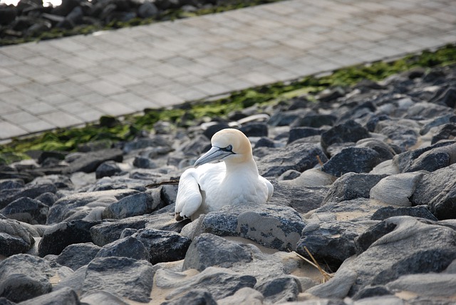 Free download bird germany north sea beach free picture to be edited with GIMP free online image editor
