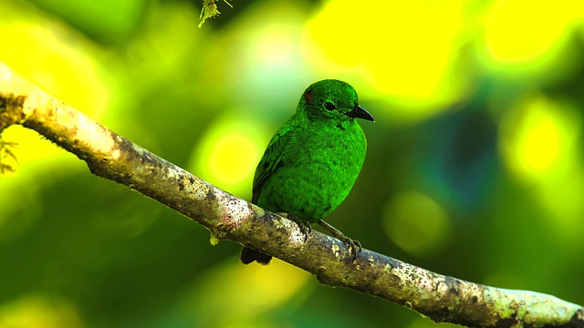 Free download bird glistening green tanager free picture to be edited with GIMP free online image editor