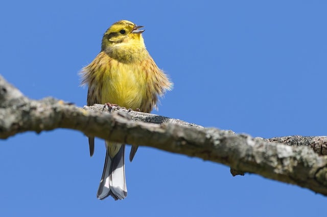 Free download bird goldammer branch sitting free picture to be edited with GIMP free online image editor