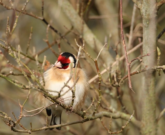 Free download bird goldfinch beak singing free picture to be edited with GIMP free online image editor