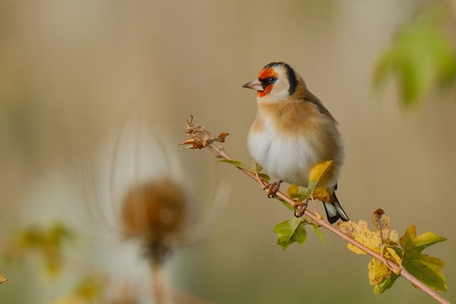 Free download bird goldfinch finch autumn free picture to be edited with GIMP free online image editor