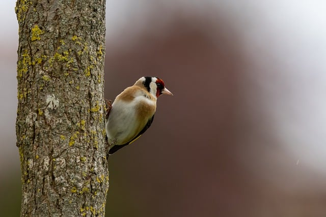 Free download bird goldfinch ornithology species free picture to be edited with GIMP free online image editor