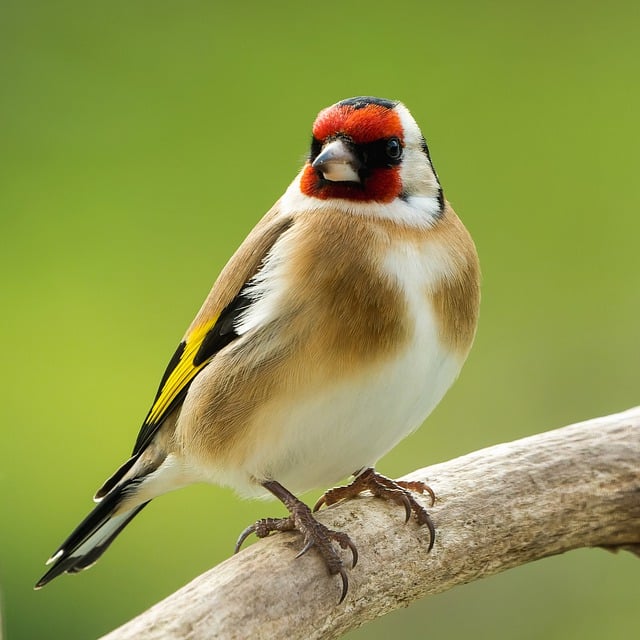 Free graphic bird goldfinch plumage marsh fauna to be edited by GIMP free image editor by OffiDocs