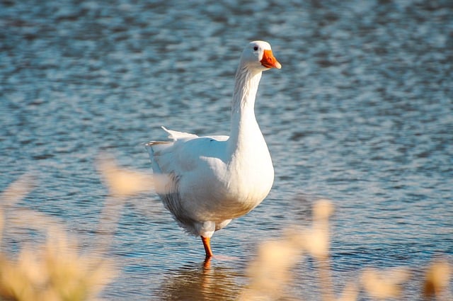 Free download bird goose beak feathers water free picture to be edited with GIMP free online image editor