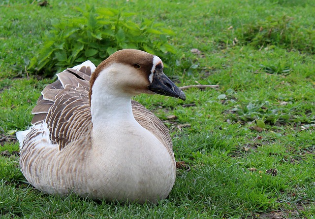 Free download bird goose feathers pen wild free picture to be edited with GIMP free online image editor