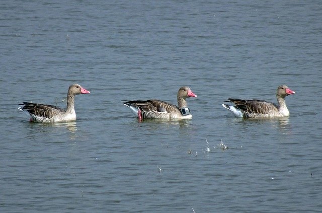 Descarga gratuita Bird Goose Greylag - foto o imagen gratuita para editar con el editor de imágenes en línea GIMP