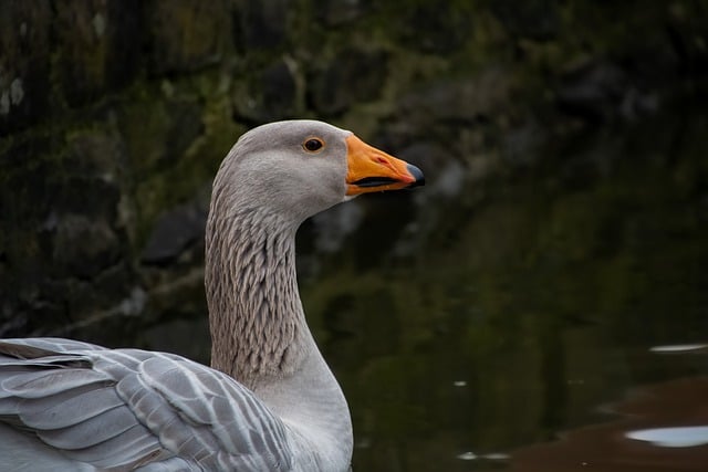 Free download bird goose greylag goose animal free picture to be edited with GIMP free online image editor