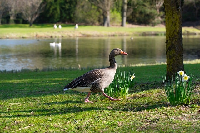 Free download bird goose greylag goose spring free picture to be edited with GIMP free online image editor