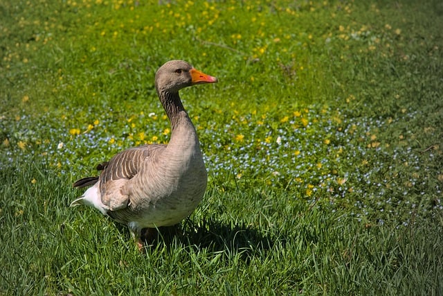Free download bird goose greylag goose wild goose free picture to be edited with GIMP free online image editor