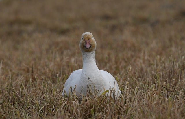 Free download bird goose snow goose migration free picture to be edited with GIMP free online image editor