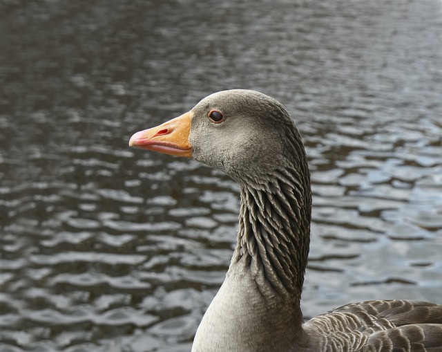 Free download bird goose wild wildlife river free picture to be edited with GIMP free online image editor