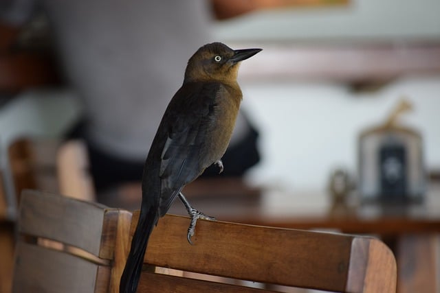 Free download bird grackle ornithology species free picture to be edited with GIMP free online image editor