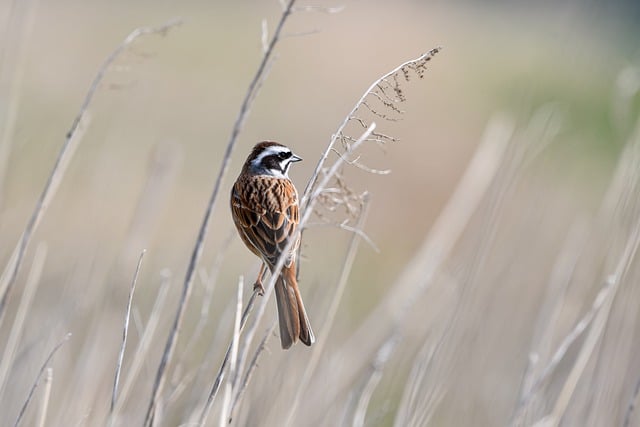 Free download bird grassland grass bunting free picture to be edited with GIMP free online image editor