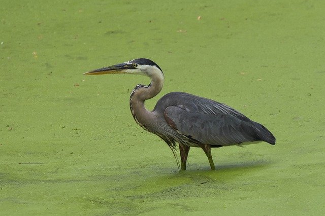 Free download Bird Great Blue Heron Wading In -  free photo or picture to be edited with GIMP online image editor