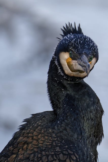 Scarica gratuitamente l'uccello grande cormorano bokeh vicino all'immagine gratuita da modificare con l'editor di immagini online gratuito GIMP