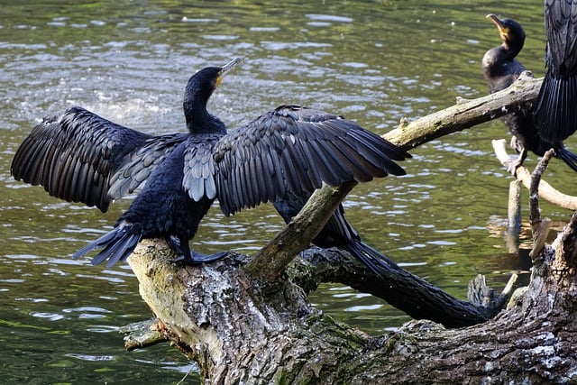 Free download bird great cormorant branch water free picture to be edited with GIMP free online image editor