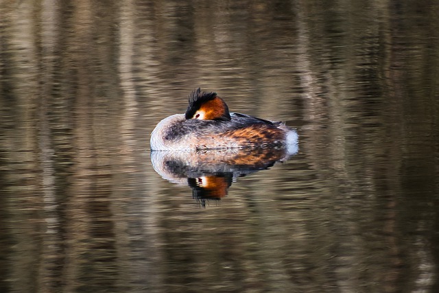 Free download bird great crested grebe ornithology free picture to be edited with GIMP free online image editor