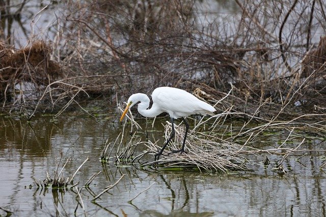 Free download bird great egret ornithology free picture to be edited with GIMP free online image editor