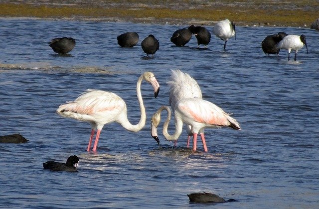 Unduh gratis Bird Greater Flamingo - foto atau gambar gratis untuk diedit dengan editor gambar online GIMP