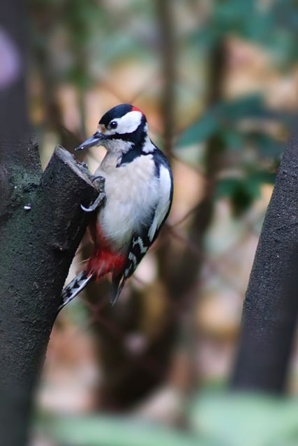 Free download bird great spotted woodpecker free picture to be edited with GIMP free online image editor