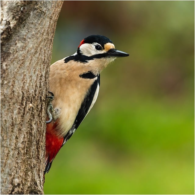 Free download bird great spotted woodpecker nature free picture to be edited with GIMP free online image editor
