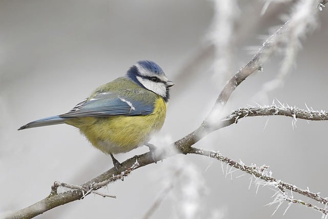 Free download bird great tit blue tit free picture to be edited with GIMP free online image editor