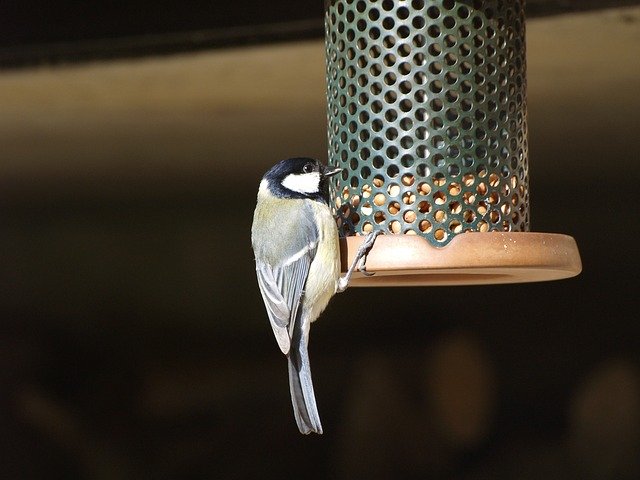Téléchargement gratuit Bird Great Tit Feeding - photo ou image gratuite à éditer avec l'éditeur d'images en ligne GIMP