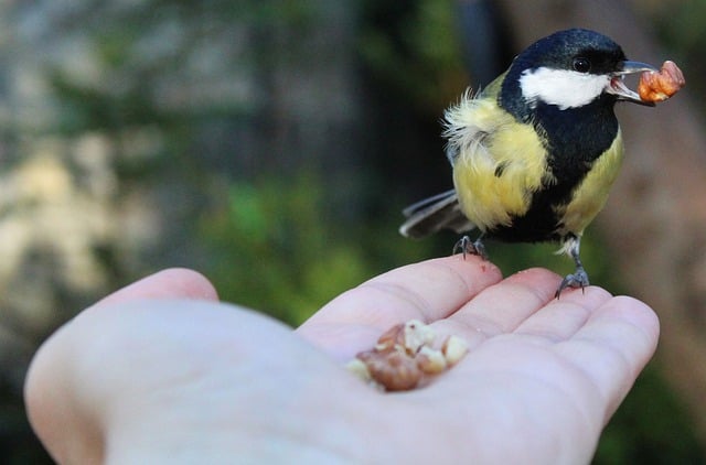 Free download bird great tit feeding carbon zinc free picture to be edited with GIMP free online image editor