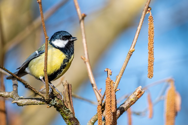 Free graphic bird great tit ornithology species to be edited by GIMP free image editor by OffiDocs
