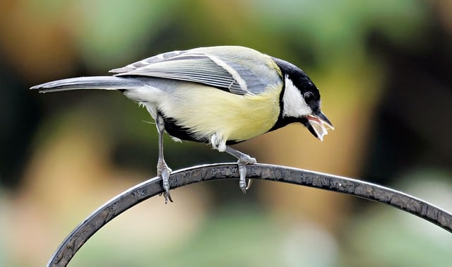 Free download bird great tit perched feathers free picture to be edited with GIMP free online image editor