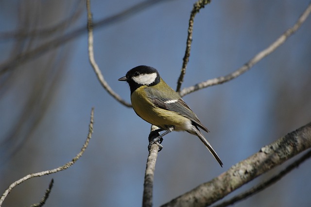 Free download bird great tit pine tree wildlife free picture to be edited with GIMP free online image editor