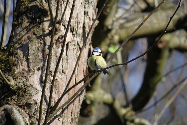 Free download bird great tit spring tree twig free picture to be edited with GIMP free online image editor
