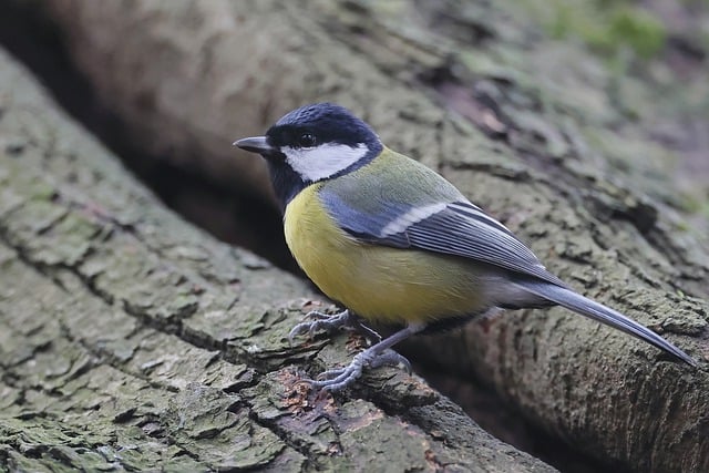 Free download bird great tit tit background free picture to be edited with GIMP free online image editor